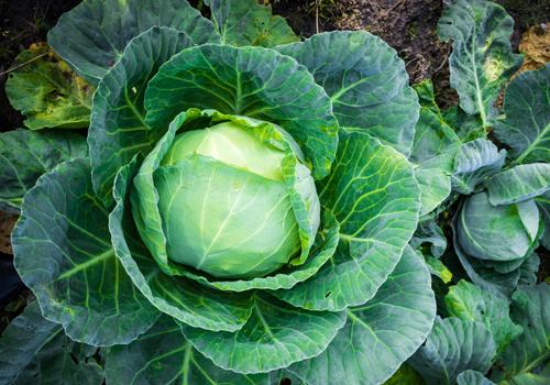 卷心菜可以生吃吗