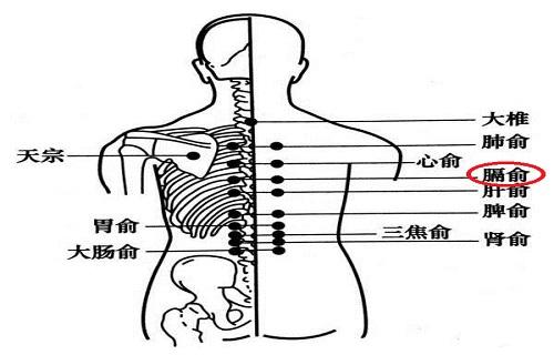 膈俞的位置 膈俞的作用与功效