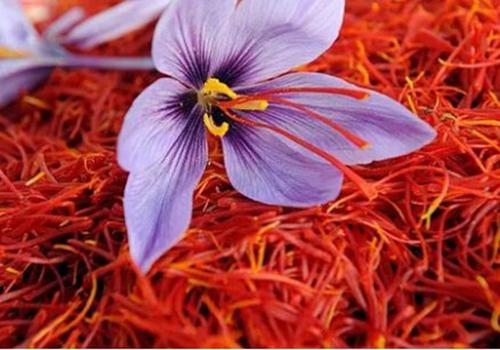 藏红花晚上可以喝吗,什么时候喝最好