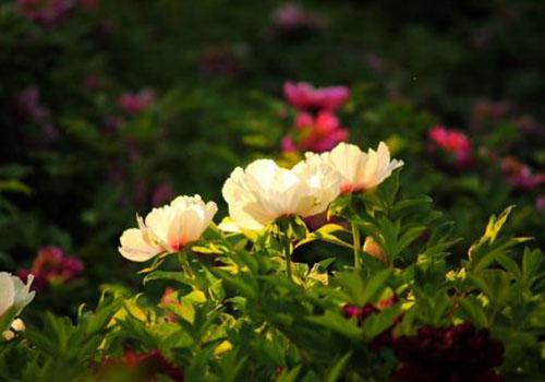 谷雨属于哪个季节