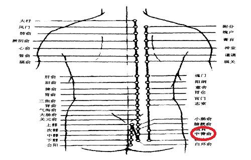 中膂俞的功能主治及作用中膂俞的准确位置图片