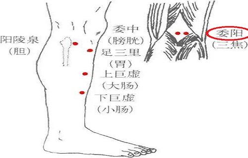 委阳疼是怎么回事 委阳的准确位置图