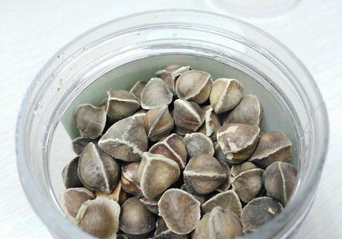 辣木籽和三七能同食吗