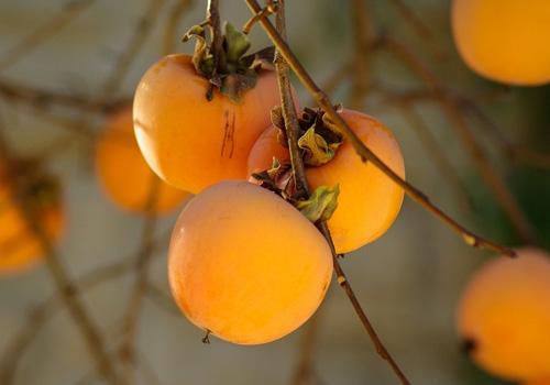 脆柿子变软还可以吃吗