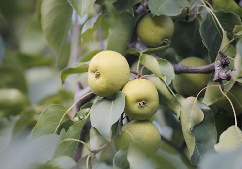 空腹吃梨会拉肚子吗