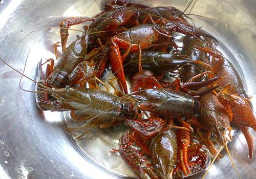 小龙虾虾线怎么挑出来 虾线为什么要去除