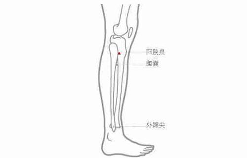 针灸阳陵泉作用 阳陵泉针刺深度 乐哈健康网