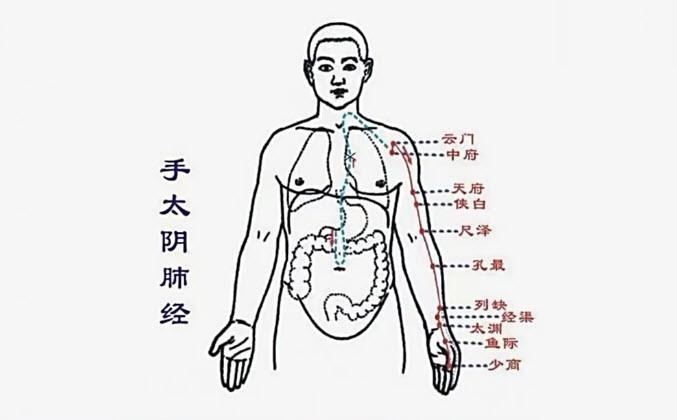 肺经的准确位置和走向肺经运行的时间是几点
