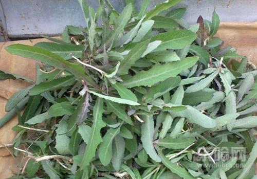 凉拌曲曲菜的做法,凉拌曲曲菜怎么做-乐哈健康网