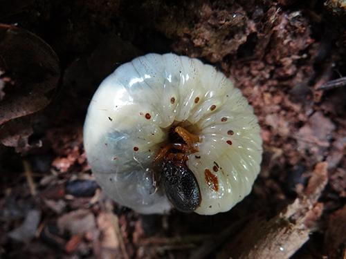 蛴螬的功效与作用