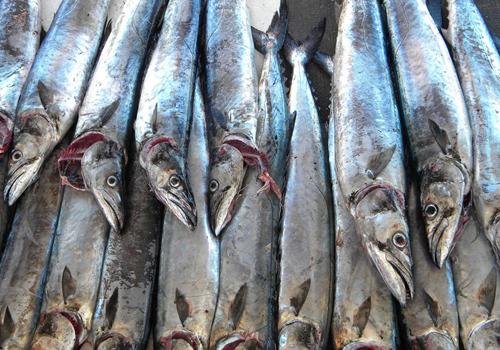 马鲛鱼的功效与作用 乐哈健康网