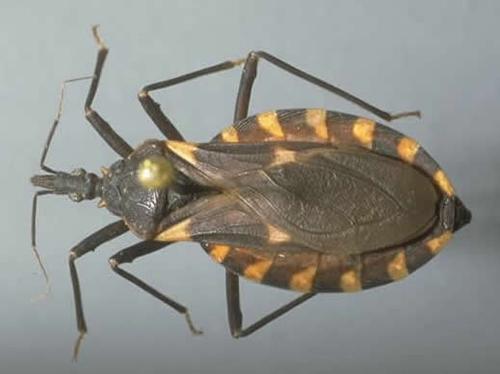 被锥蝽咬了是怎么样的8元1只得锥蝽没那么容易抓