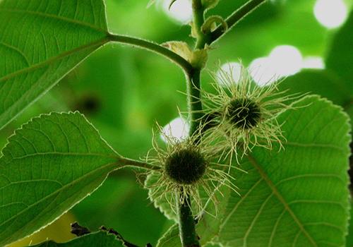 构树的功效与作用