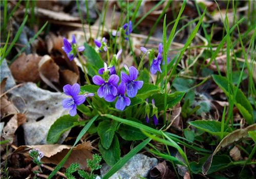 地丁的功效与作用