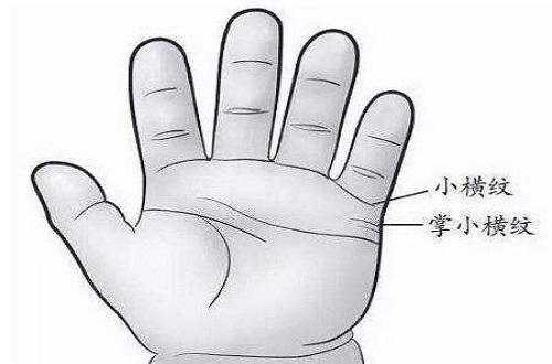 小儿推拿小横纹的位置 小横纹的作用