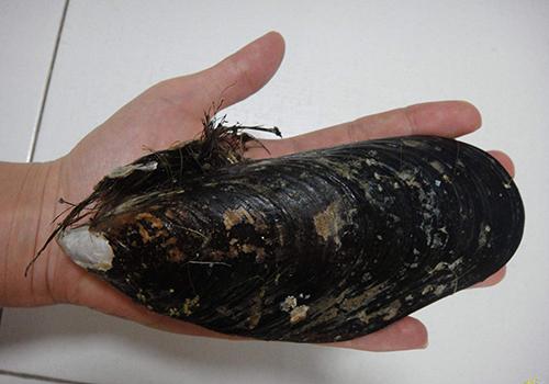 淡菜不能和什么一起吃淡菜怎么清洗