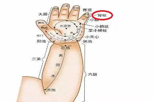 小儿推拿肾纹的位置图肾纹的功效与作用