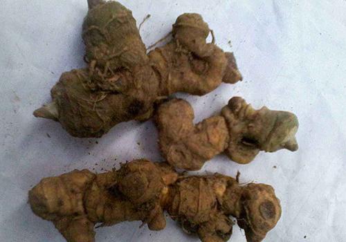 黄精可以壮阳吗黄精是滋阴还是壮阳