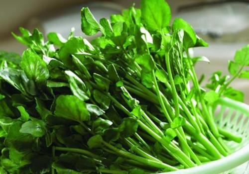 西洋菜的营养价值 西洋菜的功效