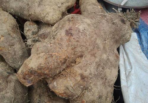 毛薯有什么好处 毛薯有什么营养