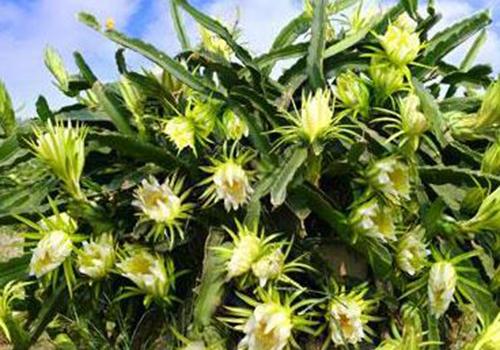 霸王花有什么功效和作用 霸王花的营养功效