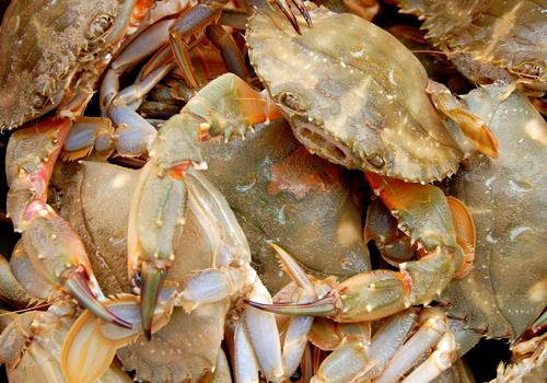 宝宝吃螃蟹过敏怎么办,宝宝吃螃蟹过敏症状-乐