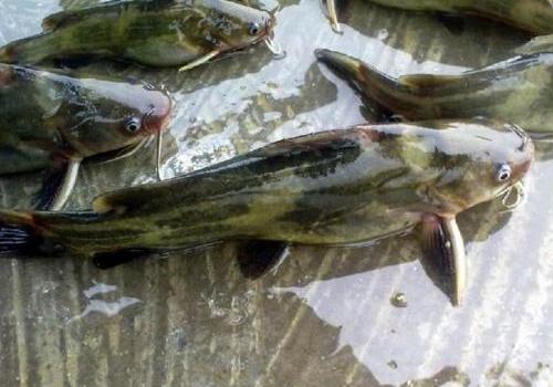 黄骨鱼有什么功效黄骨鱼有什么营养