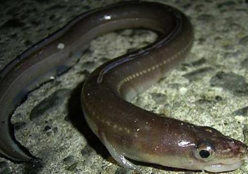 鳗鱼有什么功效与作用 鳗鱼有什么营养