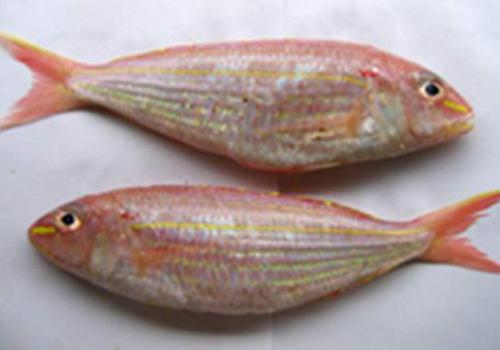 红三鱼的功效与作用红三鱼的营养价值