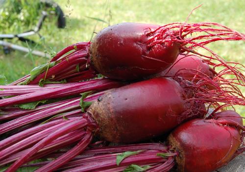 吃甜菜有什么好处 甜菜和什么一起吃好