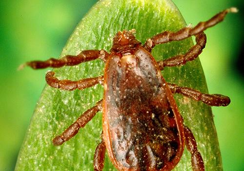 怎么判断是被蜱虫咬了蜱虫叮咬后潜伏期多长