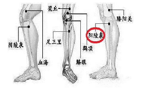 按摩阳陵泉的功效 按摩阳陵泉一天按几次 乐哈健康网