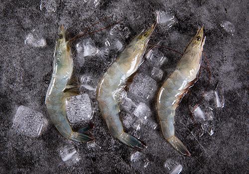 冰虾是生的还是熟的 冰虾可以直接吃吗