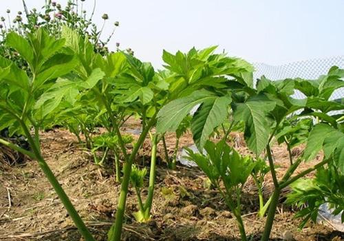 明日叶的功效与作用