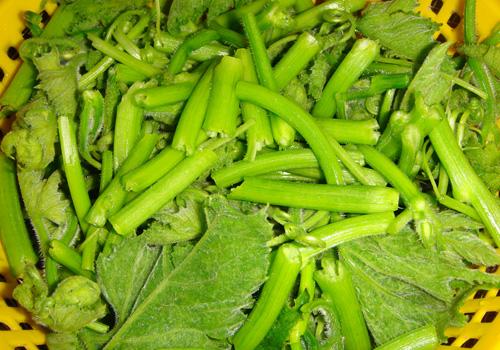 南瓜藤的功效与作用