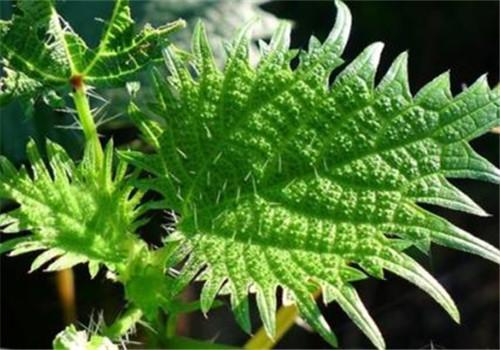 蝎子草的功效与作用