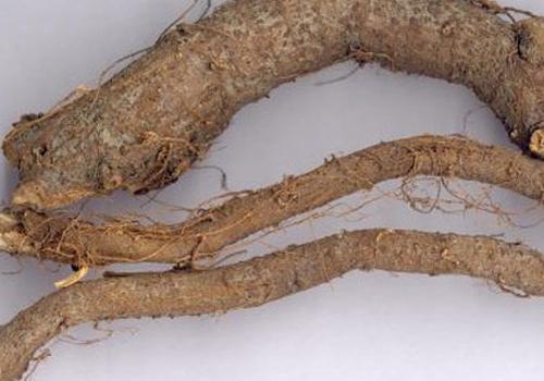 苎麻根的功效与作用