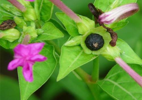 紫茉莉的功效与作用