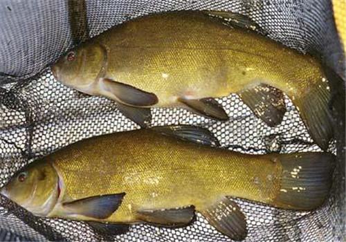 丁桂鱼的功效与作用