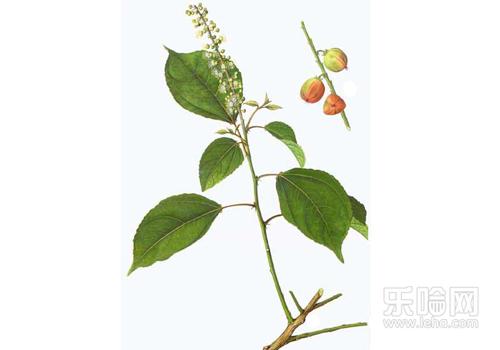 巴豆的功效与作用