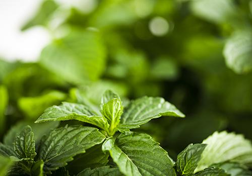 薄荷叶可以吃吗? 新鲜薄荷叶怎么吃