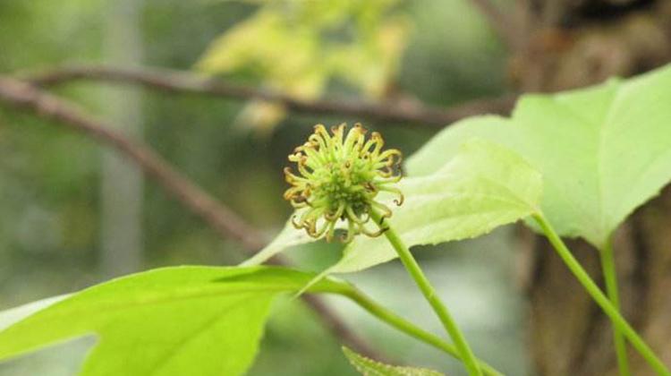 半枫荷的功效与作用