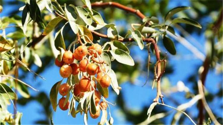 沙枣的功效与作用