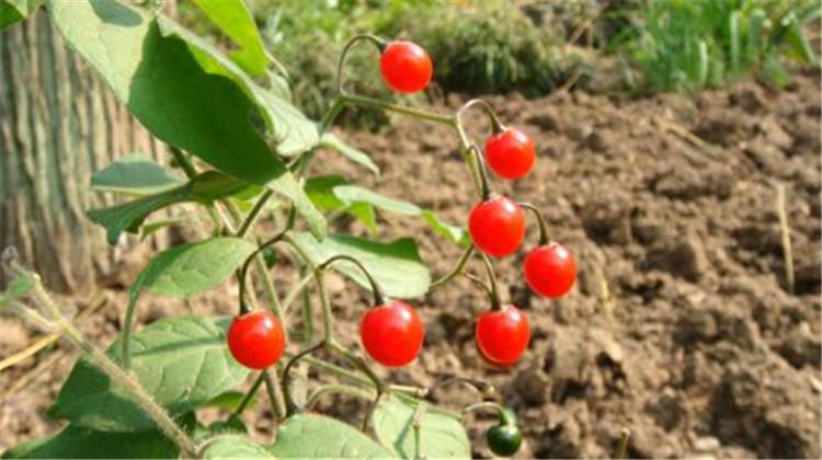 > 白英的功效与作用          消肿利湿