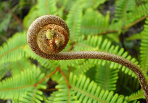 薇菜的营养价值