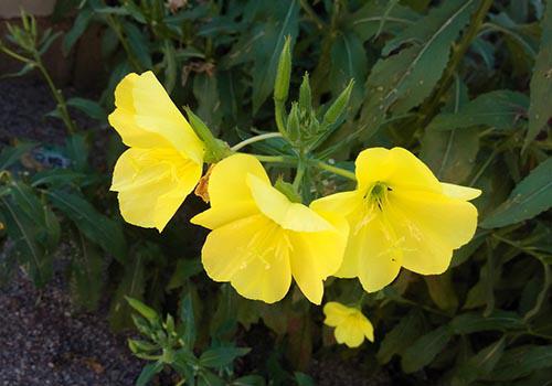 月见草油的功效与作用