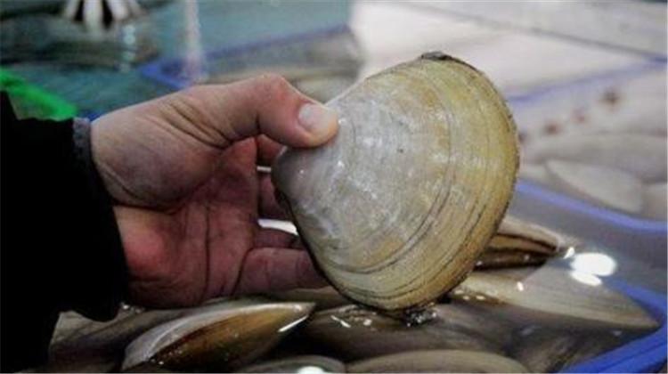 为构成白血球和抗体的主要成份,吃海蚌可以提高免疫力