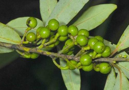 木姜子的功效与作用