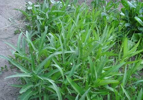 椒蒿的功效与作用