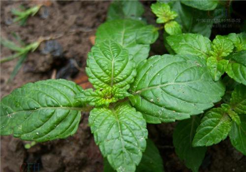 凉粉草的功效与作用